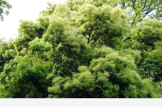 刷花圖鑑 | 杭州植物園20190413