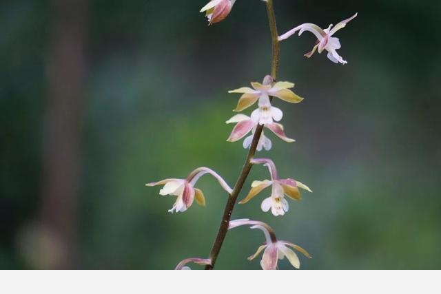 刷花圖鑑 | 杭州植物園20190413