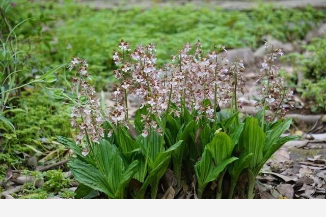 刷花圖鑑 | 杭州植物園20190413