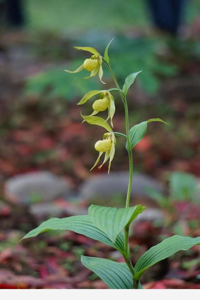 刷花圖鑑 | 杭州植物園20190413