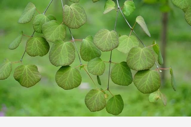 刷花圖鑑 | 杭州植物園20190413