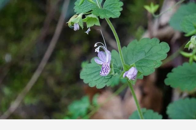 刷花圖鑑 | 杭州植物園20190413