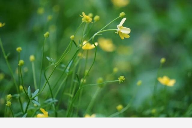 刷花圖鑑 | 杭州植物園20190413