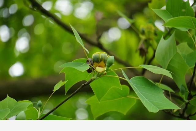 刷花圖鑑 | 杭州植物園20190413