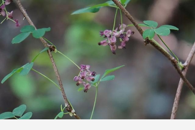 刷花圖鑑 | 杭州植物園20190413