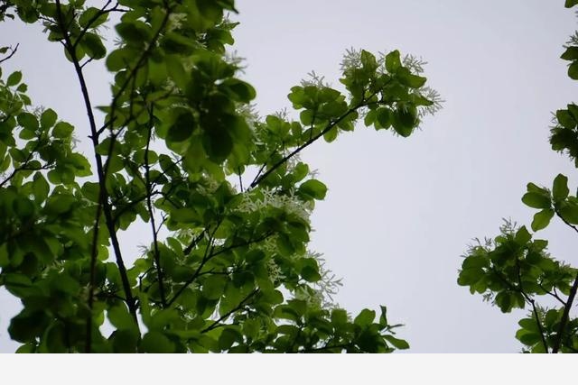 刷花圖鑑 | 杭州植物園20190413