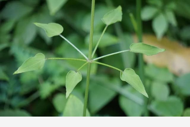 刷花圖鑑 | 杭州植物園20190413