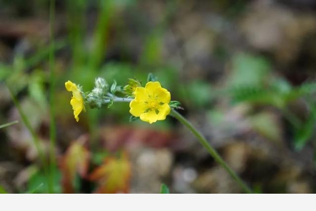 刷花圖鑑 | 杭州植物園20190413