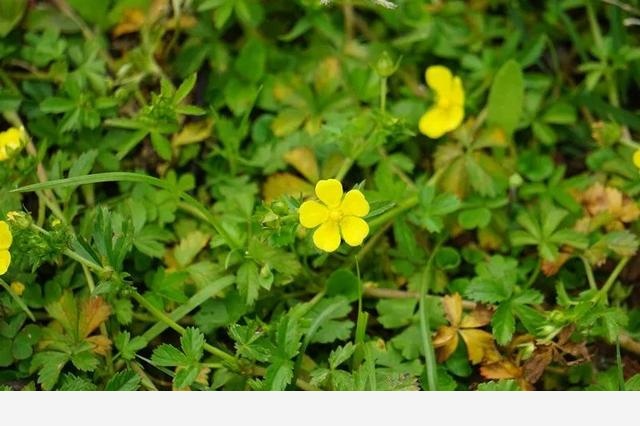 刷花圖鑑 | 杭州植物園20190413