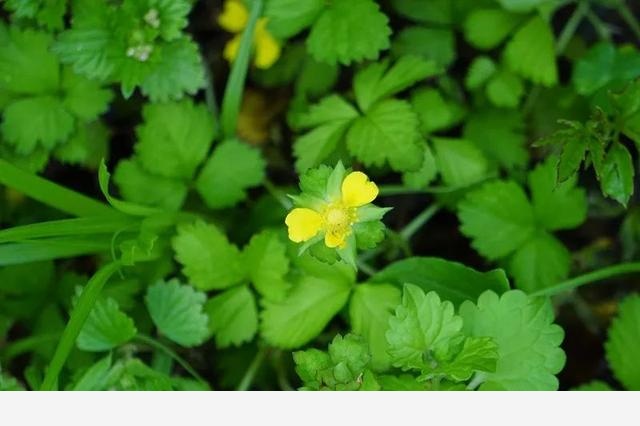 刷花圖鑑 | 杭州植物園20190413