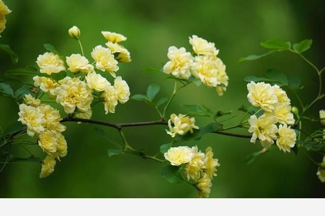 刷花圖鑑 | 杭州植物園20190413