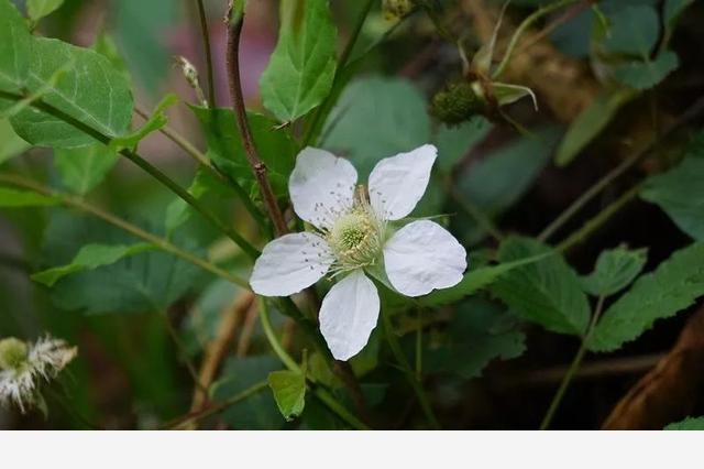 刷花圖鑑 | 杭州植物園20190413