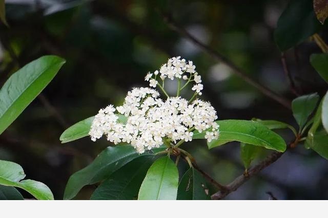 刷花圖鑑 | 杭州植物園20190413