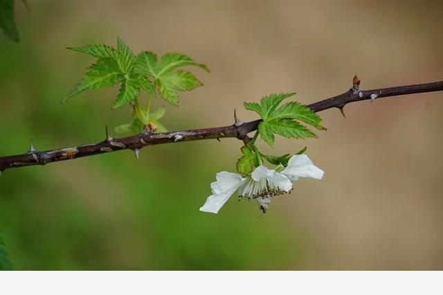 刷花圖鑑 | 杭州植物園20190413