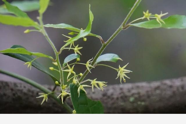 刷花圖鑑 | 杭州植物園20190413