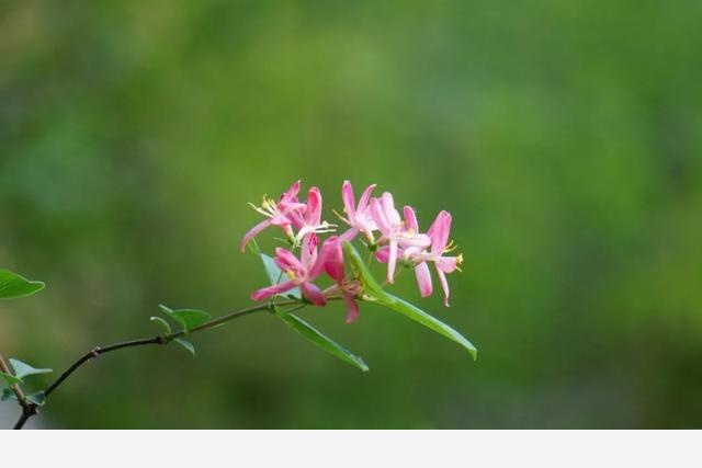 刷花圖鑑 | 杭州植物園20190413