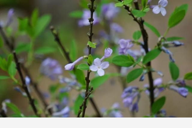 刷花圖鑑 | 杭州植物園20190413