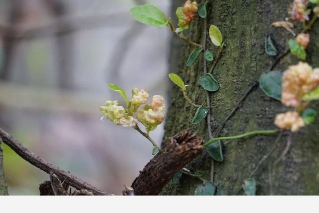 刷花圖鑑 | 杭州植物園20190413