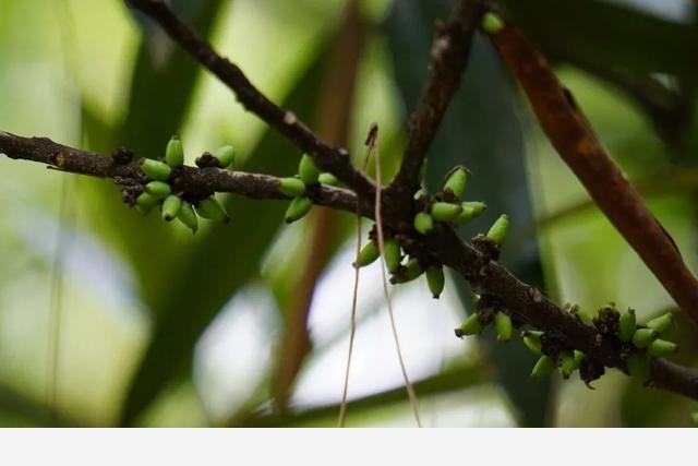 刷花圖鑑 | 杭州植物園20190413