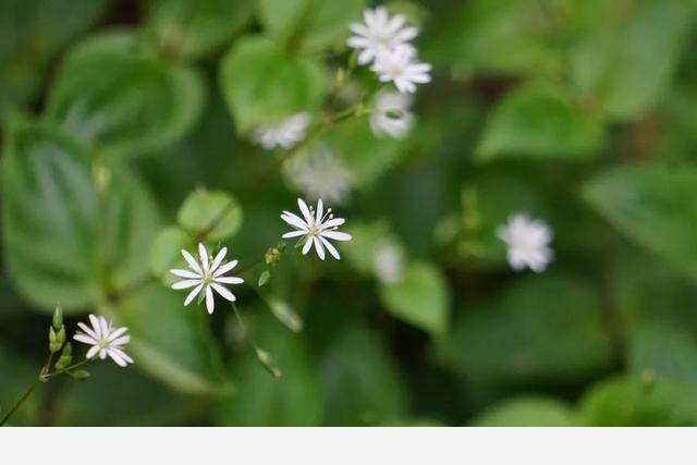 刷花圖鑑 | 杭州植物園20190413