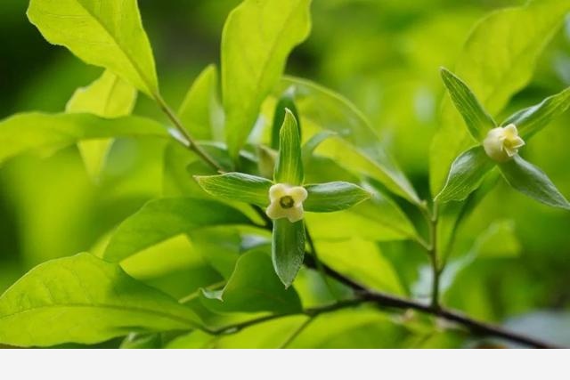 刷花圖鑑 | 杭州植物園20190413