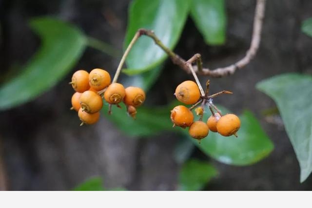 刷花圖鑑 | 杭州植物園20190413