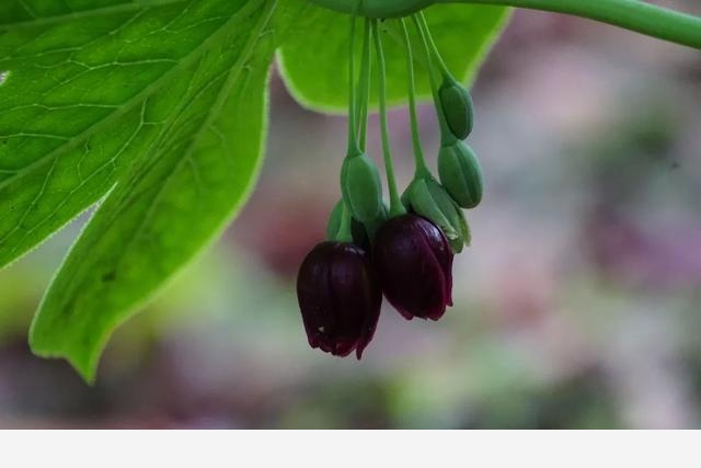 刷花圖鑑 | 杭州植物園20190413