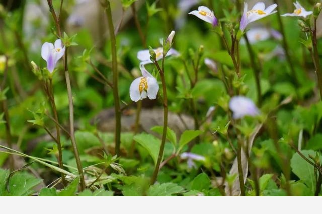 刷花圖鑑 | 杭州植物園20190413