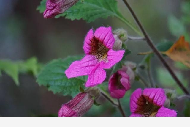 刷花圖鑑 | 杭州植物園20190413