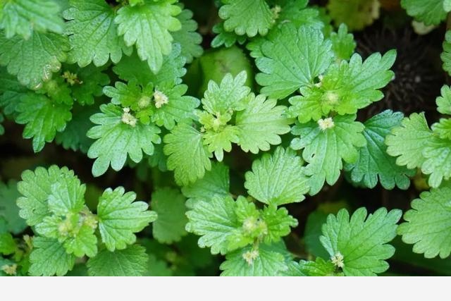 刷花圖鑑 | 杭州植物園20190413