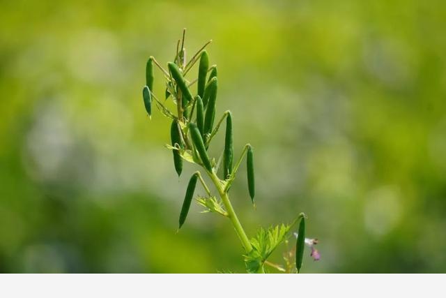 刷花圖鑑 | 杭州植物園20190413