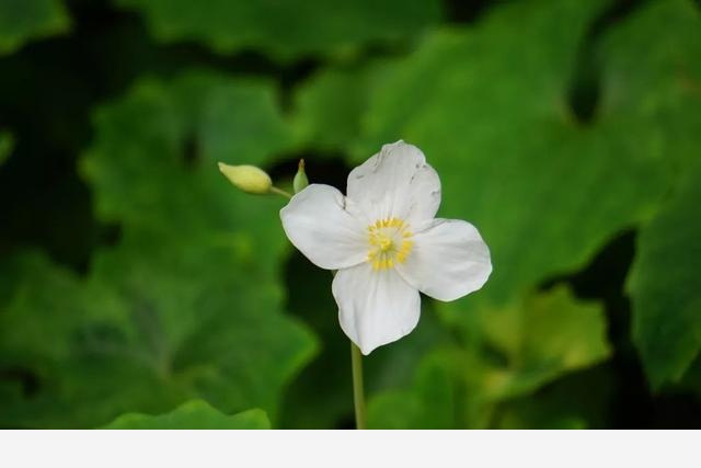 刷花圖鑑 | 杭州植物園20190413