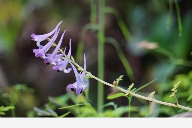 刷花圖鑑 | 杭州植物園20190413