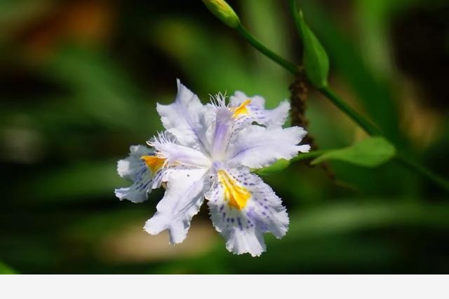 刷花圖鑑 | 杭州植物園20190413