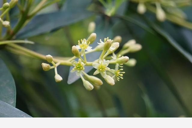 刷花圖鑑 | 杭州植物園20190413