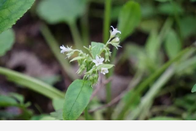 刷花圖鑑 | 杭州植物園20190413