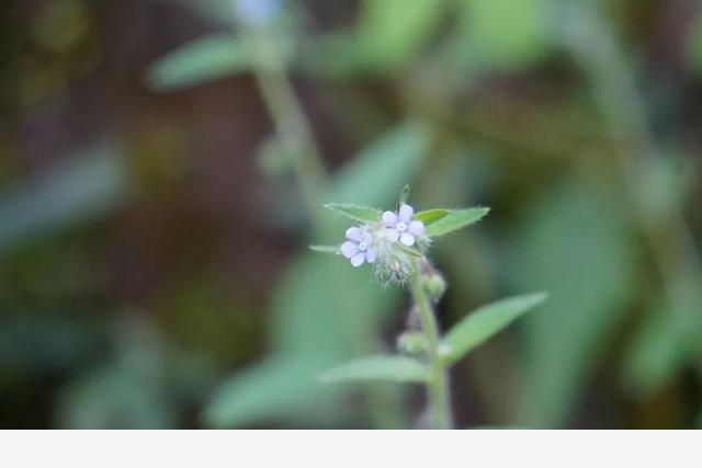 刷花圖鑑 | 杭州植物園20190413