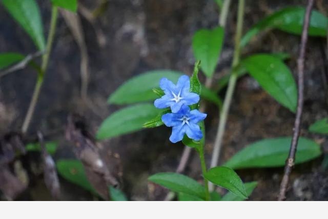 刷花圖鑑 | 杭州植物園20190413