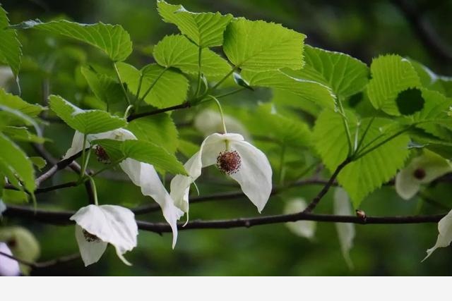 刷花圖鑑 | 杭州植物園20190413