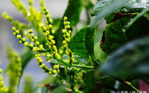 可以用於制茶葉花卉茉莉花，白蘭花，代代花，桂花，珠蘭，佛手花