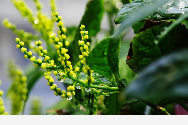 可以用於制茶葉花卉茉莉花，白蘭花，代代花，桂花，珠蘭，佛手花