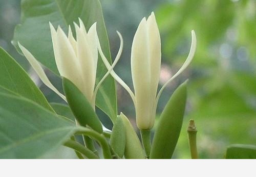 可以用於制茶葉花卉茉莉花，白蘭花，代代花，桂花，珠蘭，佛手花