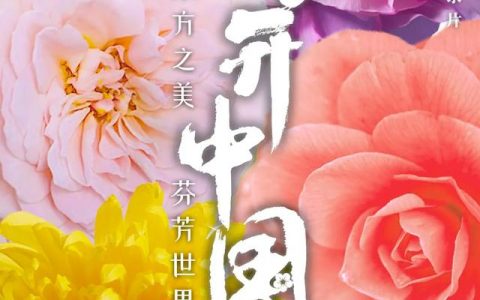 花開中國丨月季篇：為何蘇東坡說它花開不厭，常綻四季？