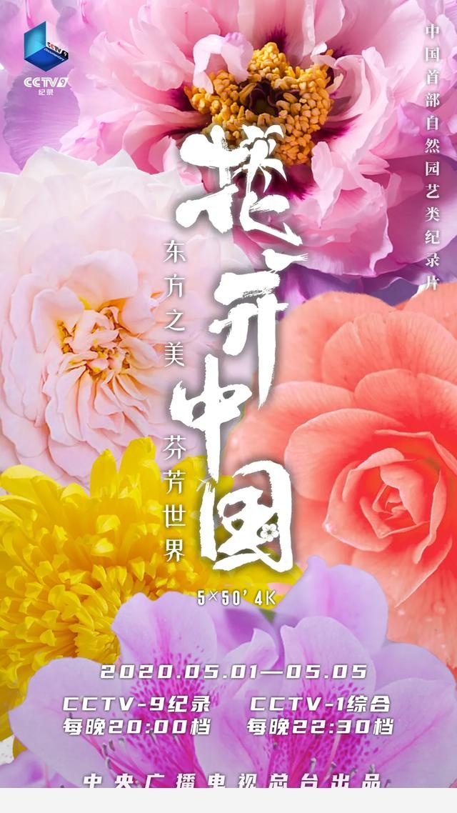 花開中國丨月季篇：為何蘇東坡說它花開不厭，常綻四季？
