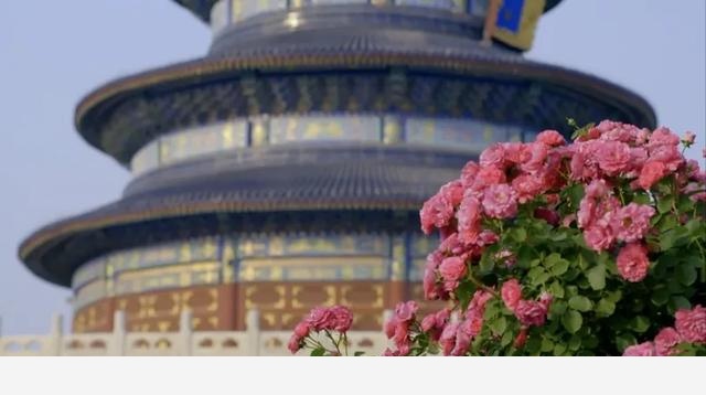 花開中國丨月季篇：為何蘇東坡說它花開不厭，常綻四季？