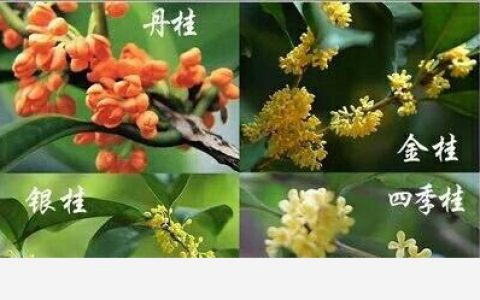 中國十大香花植物，陣陣芳香襲來