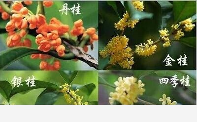 中國十大香花植物，陣陣芳香襲來