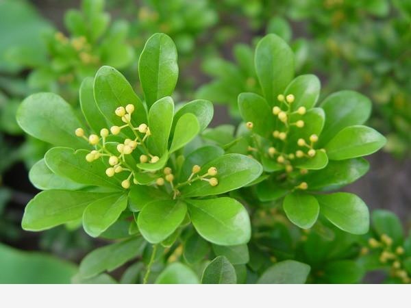 中國十大香花植物，陣陣芳香襲來