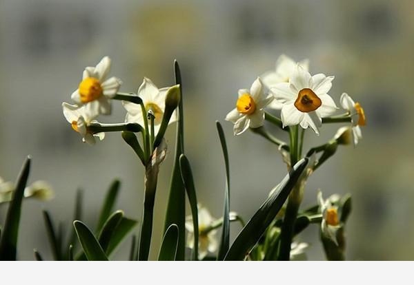 庭院種上這9大香花，花香四溢！