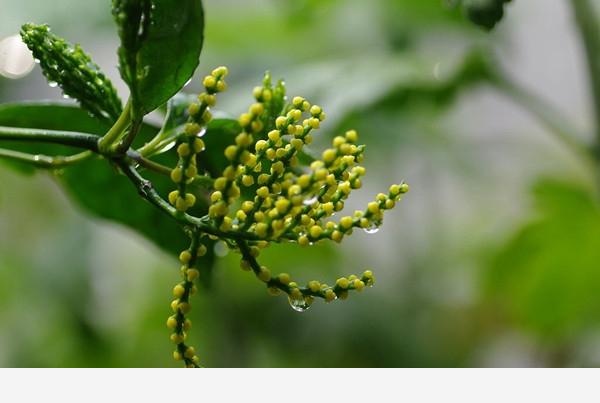 庭院種上這9大香花，花香四溢！